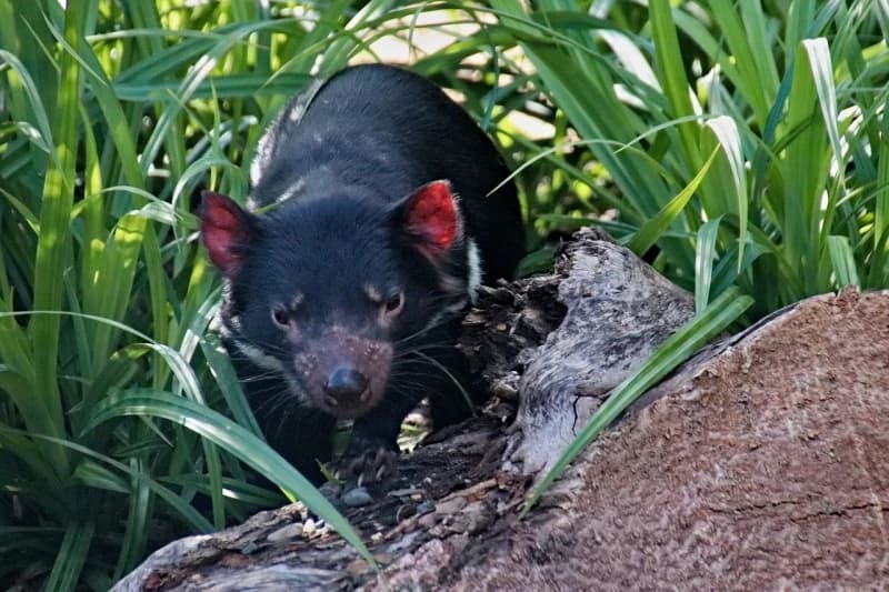 Tasmanijski đavo