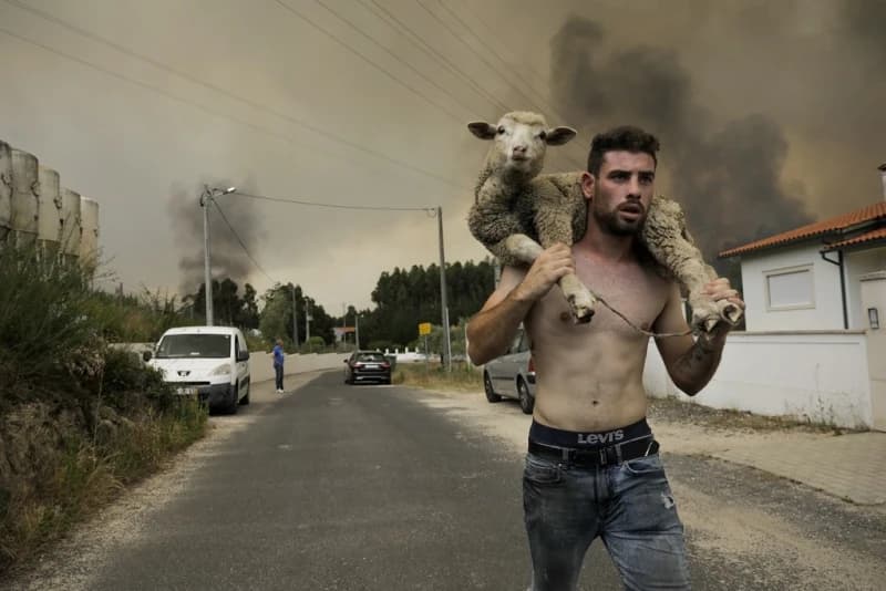 Muškarac spašava ovcu iz požara u Portugalu