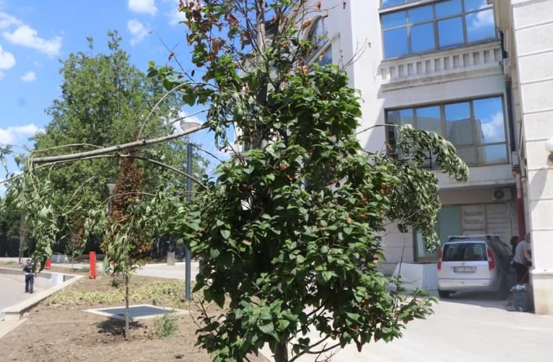 maskiranje dreveća u Novom Sadu za Vučića