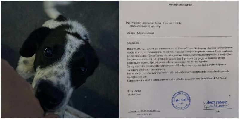 Naselje Faletići u Sarajevu: U po bijela dana upucan pas kojeg je udomila porodica Uzunović