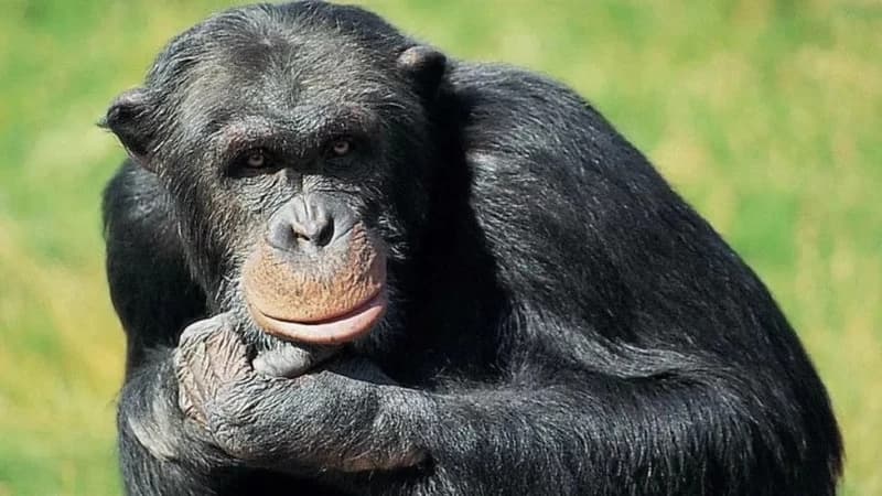 čimpanza