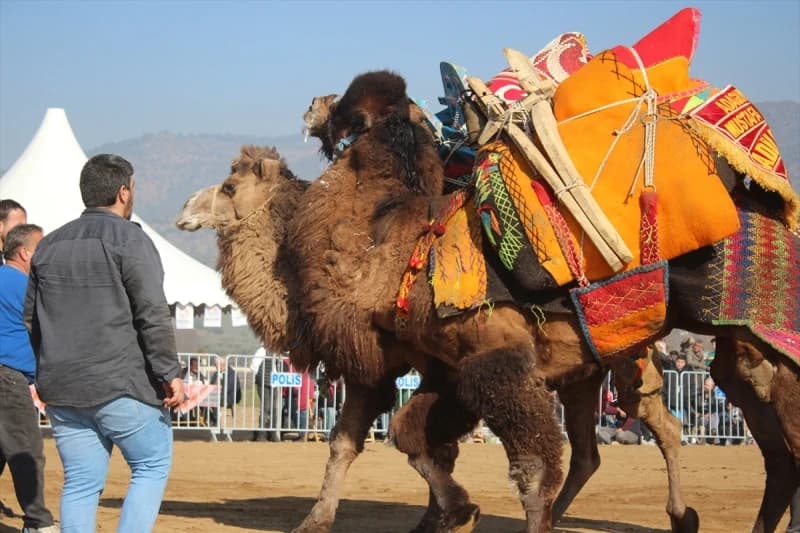 Turska-kamile
