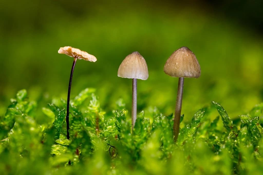 Magične gljive 