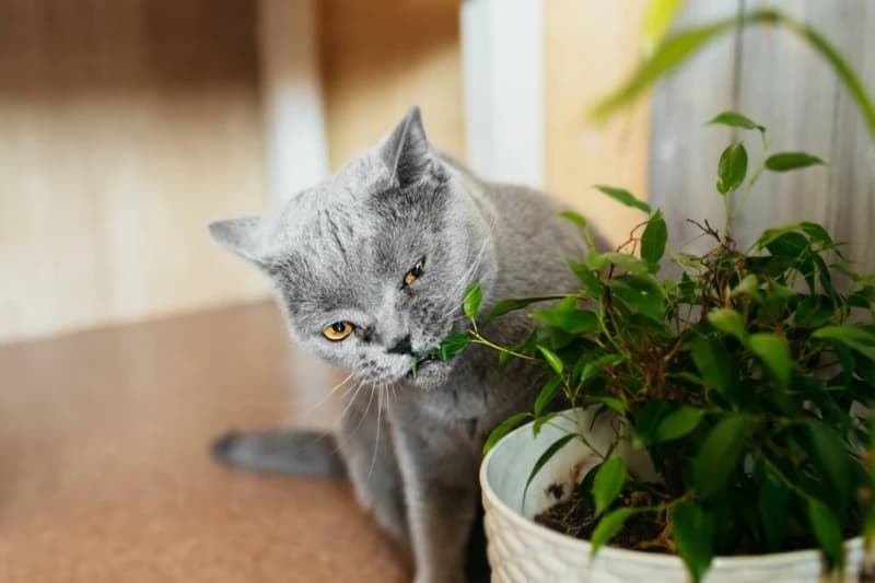 Mačka jede biljku 