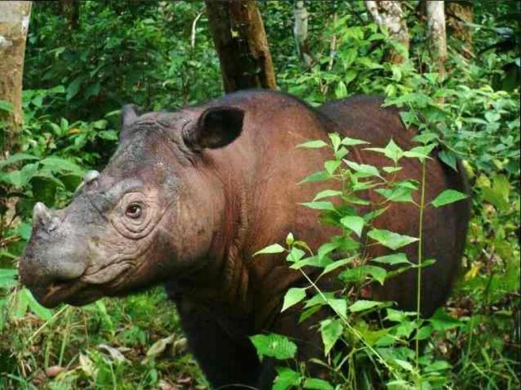 Sumatranski nosorog Tam 