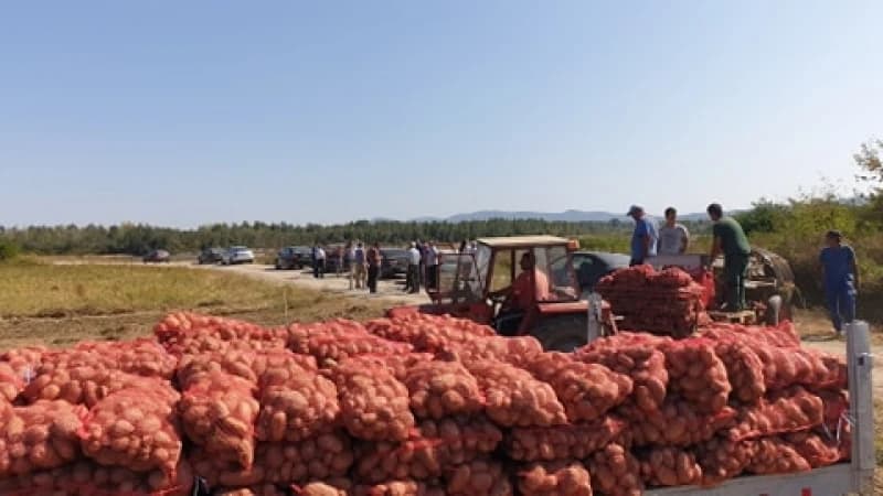 Vlada KS namjerava otkupiti od poljoprivrednika 147 tona krompira i 11 tona luka