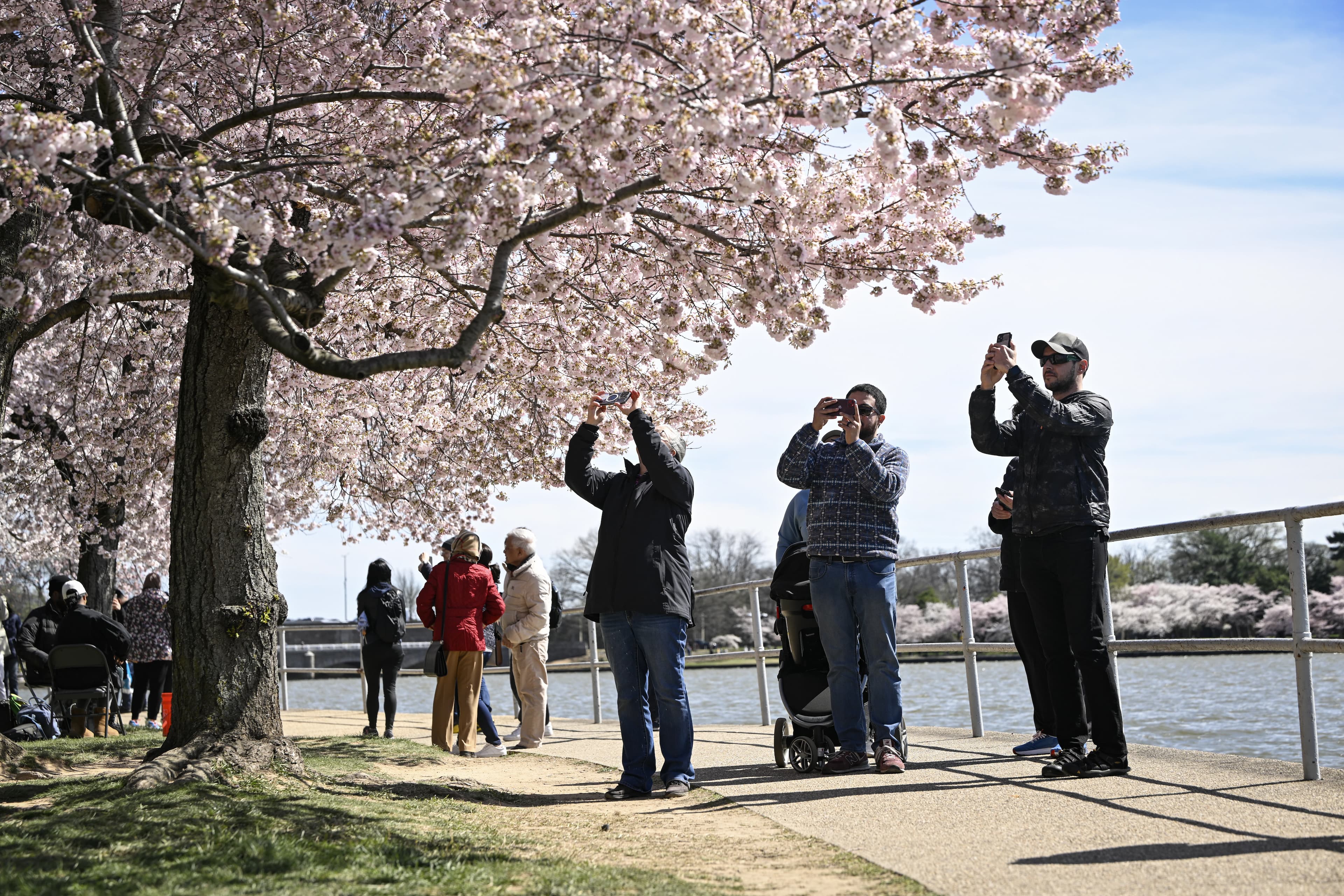 Svake godine u martu i aprilu organizuje se Nacionalni festival cvijeta trešnje