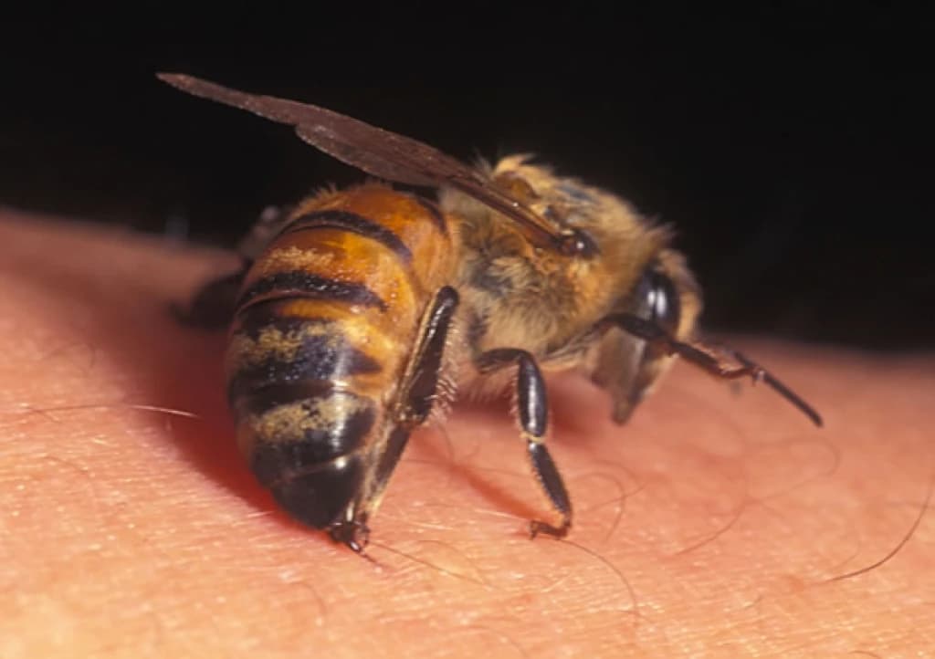Ubod pčele