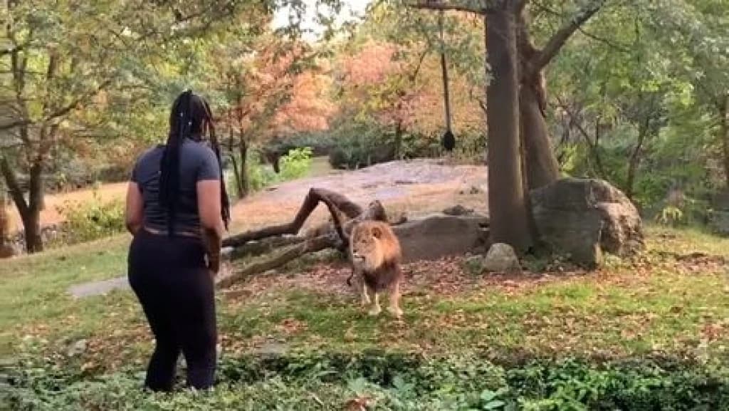 Žena ušla u lavlju nastambu