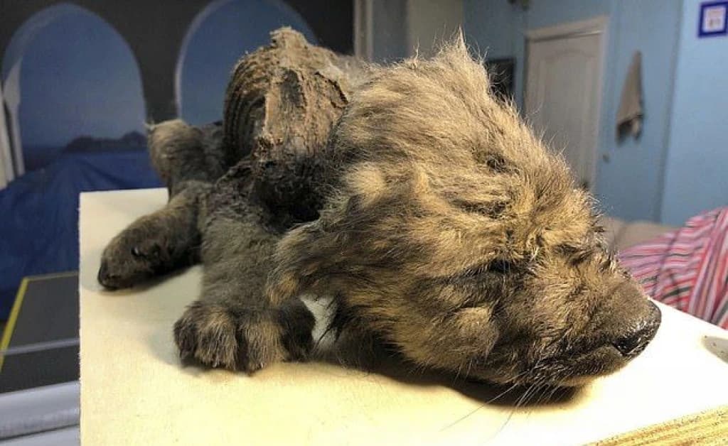 Leš psa pronađen na Sibiru