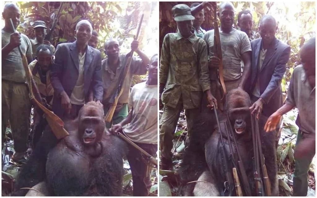 Lovci pozirali kraj ubijene gorile