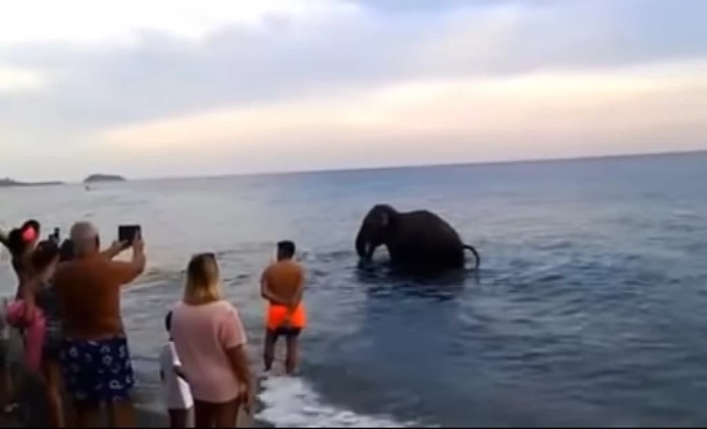 Slon na plaži u Italiji